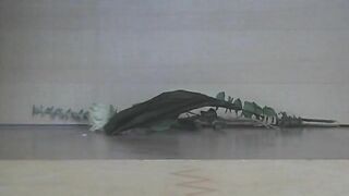 Chubby chick poops on the floor