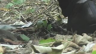 Squidgy shit deep in the woods