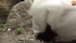 Phat ass Japanese lady leaking shit