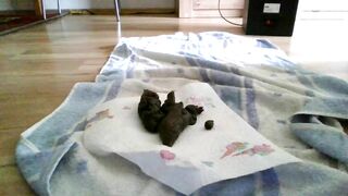 Hard Poo today