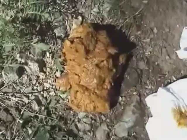 Pooping in the woods