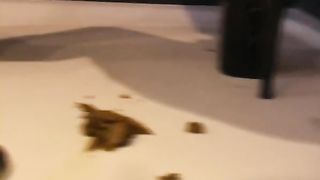 Lexi pooping and peeing