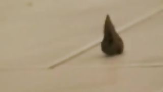 Big turd from small asshole