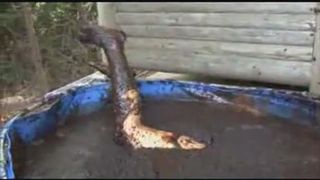 Dropped in a pool of shit