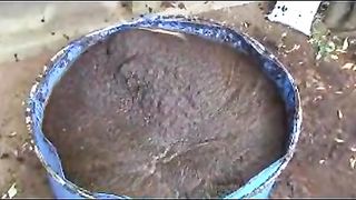 Dropped in a pool of shit