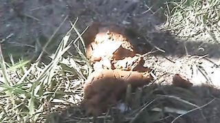 Poop in the middle of the road