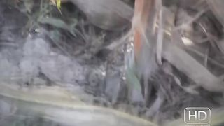 Scat in cornfield - HD