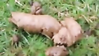 Outdoor poop