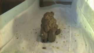 Hot brunette pooping