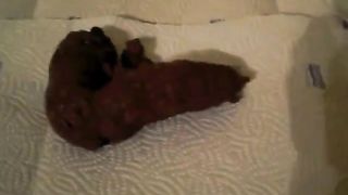 Huge turd from her ass