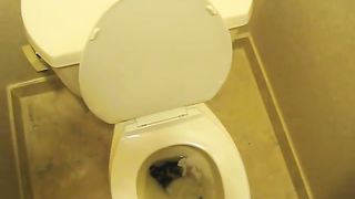 Shitting in the toilet