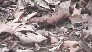 Shit in a park
