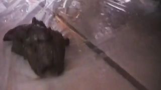 Licking her own scat